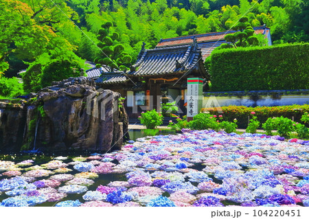 【京都府】久安寺の具足池の紫陽花 104220451
