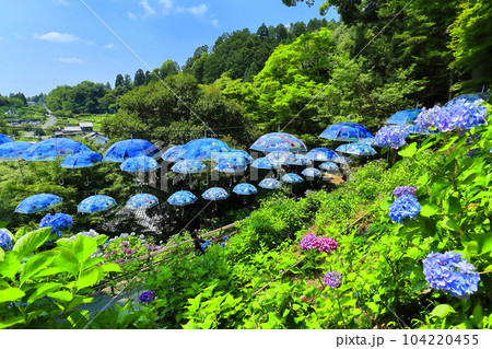 【京都府】楊谷寺（柳谷観音）の紫陽花とパラソル 104220455