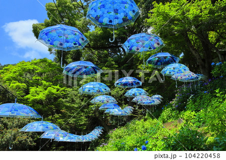 【京都府】楊谷寺（柳谷観音）の紫陽花とパラソル 104220458