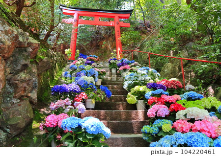 【京都府】紫陽花が満開の楊谷寺（柳谷観音） 104220461