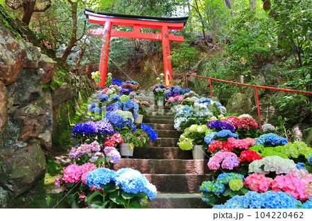 【京都府】紫陽花が満開の楊谷寺（柳谷観音） 104220462