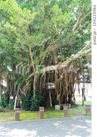 大きな佐多岬のガジュマルの木 大きな佐多岬のガジュマルの木 104220962