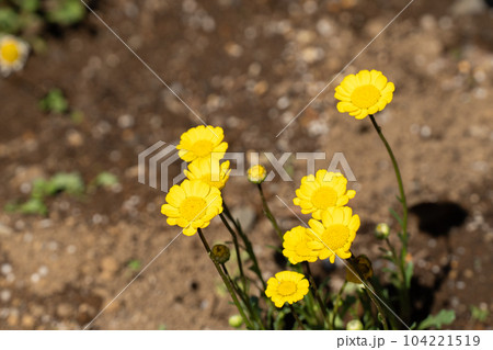 春の公園で見つけた黄色の花 104221519