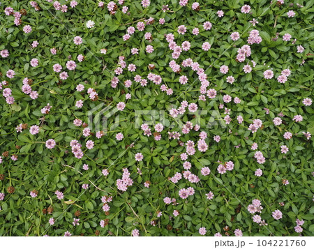 庭一面に咲いたイワダレソウの花 庭一面に咲いたイワダレソウの花 104221760