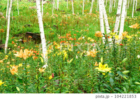 白樺林の間に咲き乱れるユリ達 104221853
