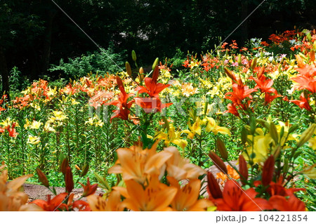 咲き乱れる色々な色のユリ達 咲き乱れる色々な色のユリ達 104221854