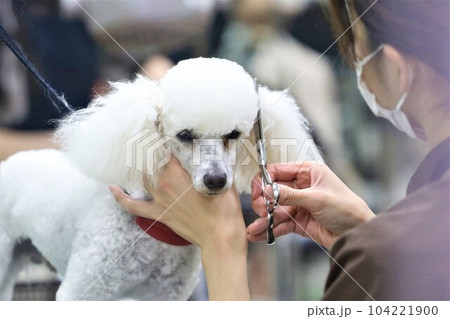 トリマーさんに可愛くカットして貰ってるトイプードルのベイリー君♡ 104221900