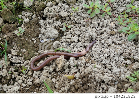 Uターンするミミズ　地面を這うミミズ 104221925
