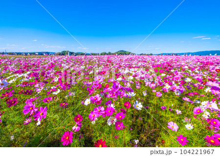 藤原宮跡のコスモス 104221967