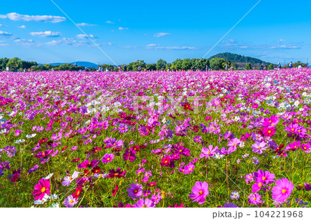 藤原宮跡のコスモス 104221968