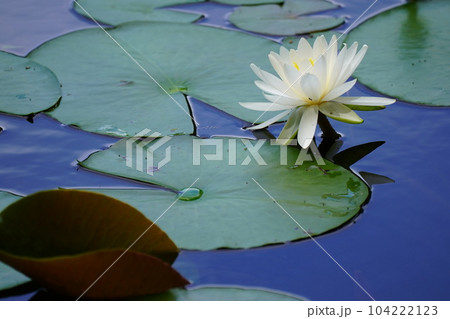 蓮の花がさく 蓮の花がさく 104222123