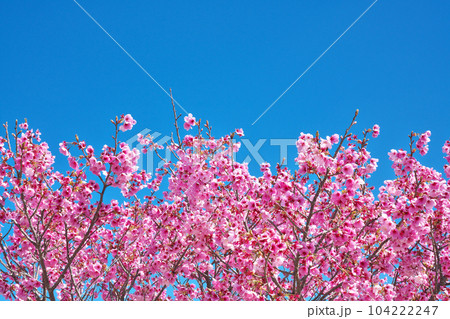 【満開の桜・さくら緑地】 滋賀県野洲市南櫻 【満開の桜・さくら緑地】 滋賀県野洲市南櫻 104222247