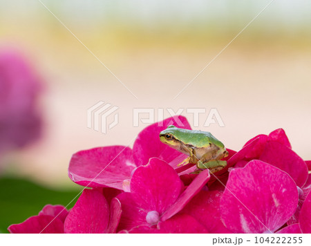梅雨空の朝　アジサイの花びらに乗っている緑色の小さなアマガエル 104222255