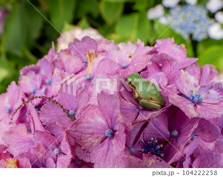 梅雨空の朝 アジサイの花びらに乗っている緑色の小さなアマガエル 梅雨空の朝 アジサイの花びらに乗っている緑色の小さなアマガエル 104222258