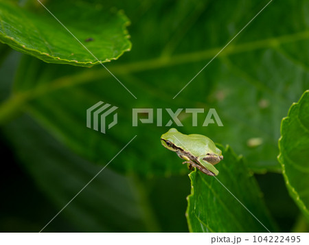 梅雨空の朝 アジサイの葉に乗っている緑色の小さなアマガエル 梅雨空の朝 アジサイの葉に乗っている緑色の小さなアマガエル 104222495