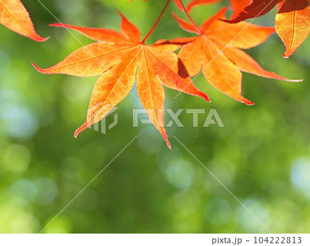 早く紅葉するノムラモミジの葉 104222813