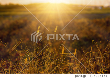 夕日とエノコログサ 104223134