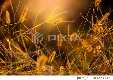 夕日とエノコログサ 夕日とエノコログサ 104223137
