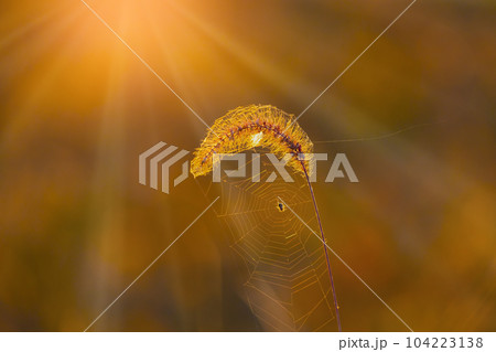 夕日とエノコログサ 104223138