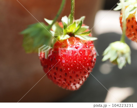 初夏に実のなる鉢植えのイチゴ 104223231