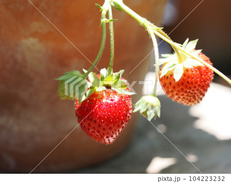 初夏に実のなる鉢植えのイチゴ 初夏に実のなる鉢植えのイチゴ 104223232