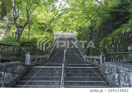 新緑に囲まれた清水寺の石段 104223602