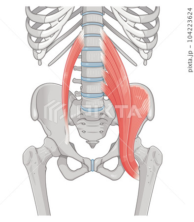 腸腰筋、骨盤周辺の筋肉、大腰筋、小腰筋、腸骨筋のタグ 104223624