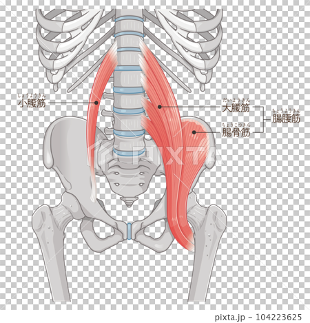 髂腰肌、骨盆周圍肌肉、腰大肌、腰小肌、髂肌標籤 104223625