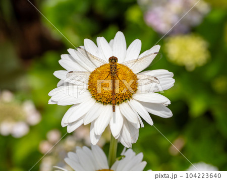梅雨空の朝 マーガレットの花にとまっているトンボ 梅雨空の朝 マーガレットの花にとまっているトンボ 104223640