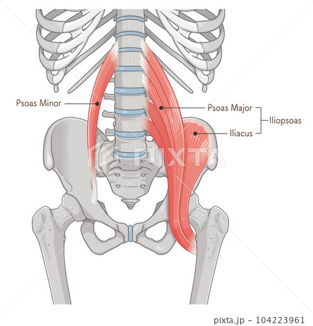 腸腰筋、骨盤周辺の筋肉、大腰筋、小腰筋、腸骨筋のイラスト 104223961
