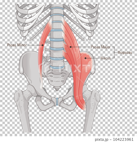 腸腰筋、骨盤周辺の筋肉、大腰筋、小腰筋、腸骨筋のイラスト 104223961