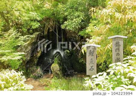 世界遺産 金閣寺(鹿苑寺)龍門の滝の鯉魚石 世界遺産 金閣寺(鹿苑寺)龍門の滝の鯉魚石 104223994