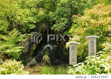 世界遺産　金閣寺（鹿苑寺）龍門の滝の鯉魚石 104223997