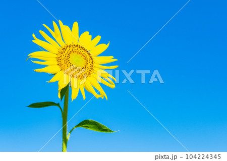 ひまわり ひまわり 104224345