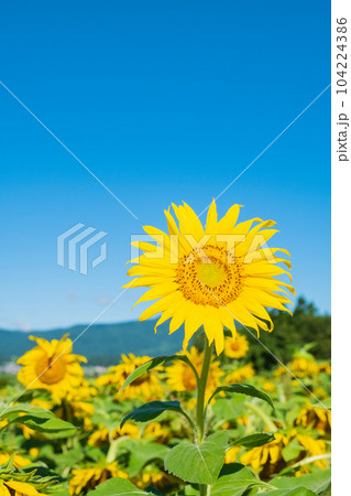 ひまわり ひまわり 104224386