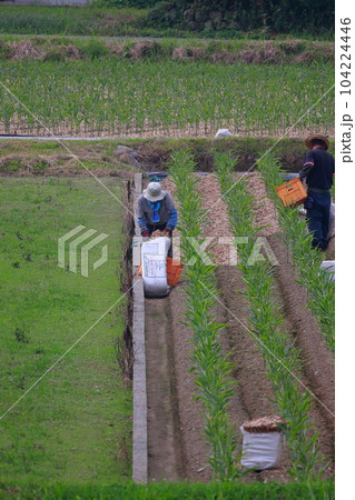 生姜の作付け作業 104224446