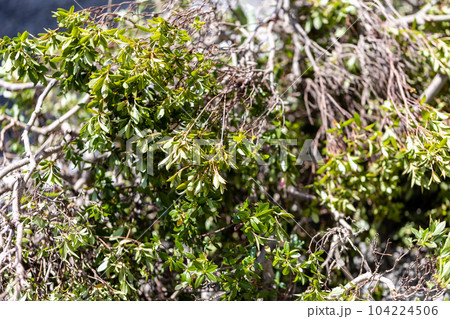 庭木の伐採 庭木の伐採 104224506