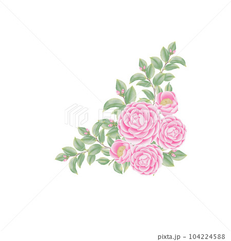 Watercolor camellia flowers and buds 104224588