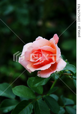 バラの花 104224763