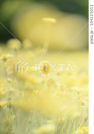 ツマジロヒナギク 104225053