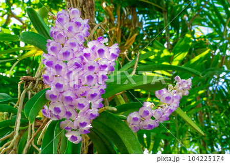 close-up Purple orchid bunch, (Aerides rosea Lodd. ex Lindl. Paxton). in the green forest close-up Purple orchid bunch, (Aerides rosea Lodd. ex Lindl. Paxton). in the green forest 104225174