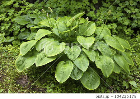 雨季の水を浴びてぐんぐん伸びるオオバギボウシ　福島県只見町 104225178