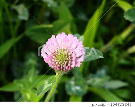 埼玉県川口市の荒川の土手に咲くムラサキツメクサの花 埼玉県川口市の荒川の土手に咲くムラサキツメクサの花 104225843