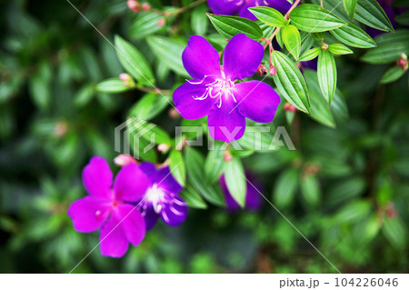 シコンノボタン 104226046