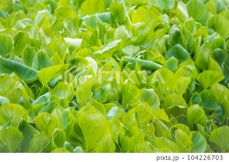 Calla palustris, top view. Leaves of Calla or bog arum, marsh calla. Beautiful group of marsh calla growing in swamp 104226703