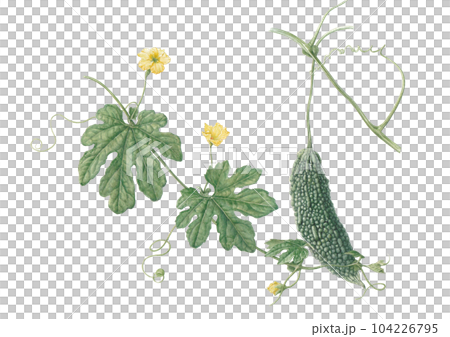 ゴーヤの花と実 104226795