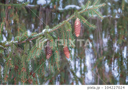 Green spruce branches with needles and cones in winter. Many cones on spruce. Green spruce branches with needles and cones in winter. Many cones on spruce. 104227024