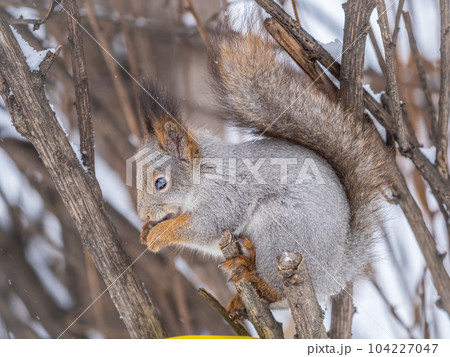 The squirrel with nut sits on tree in the winter or late autumn The squirrel with nut sits on tree in the winter or late autumn 104227047