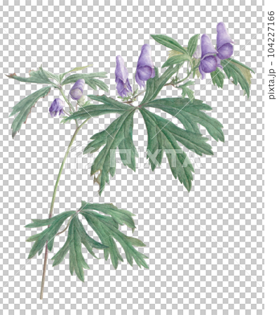 附子花畫 附子花畫 104227166