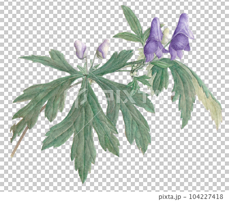 トリカブトの絵 トリカブトの絵 104227418